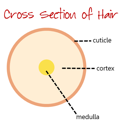 [hair follicle cross section[27].png]