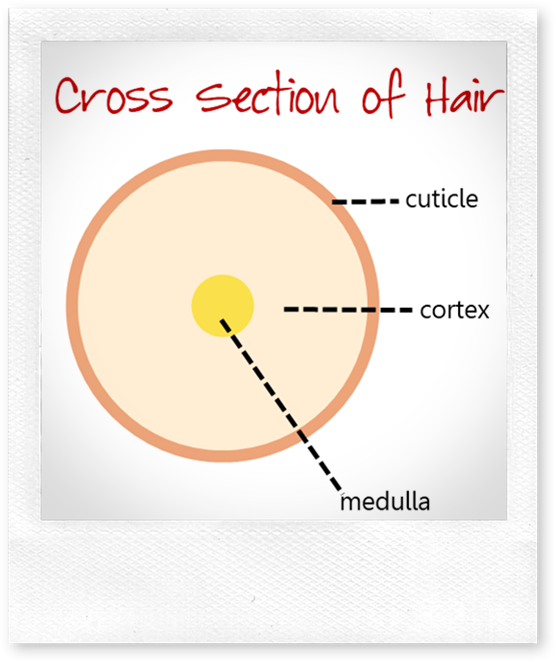 hair follicle cross section