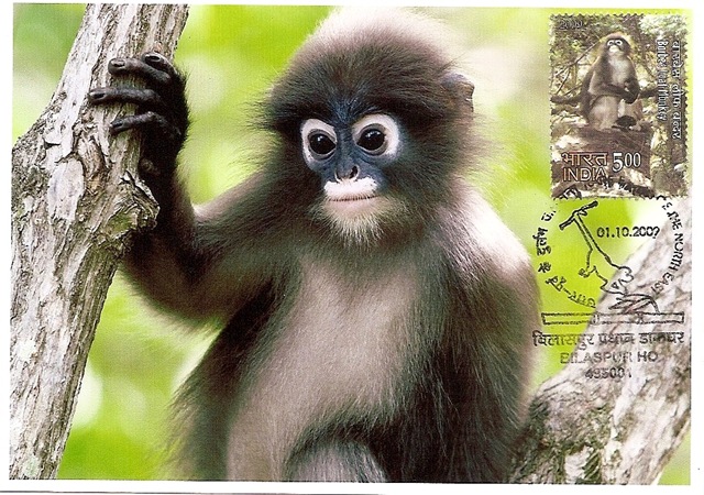 [Max. Card-Phayre's Leaf Monkey[6].jpg]