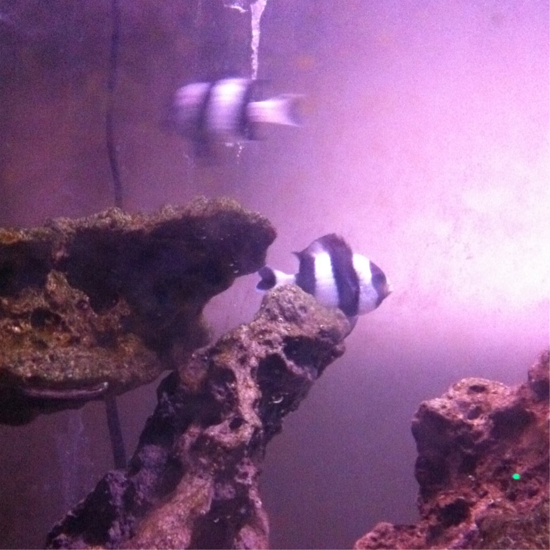 Four Stripe Damselfish