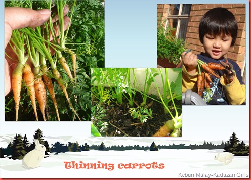 thinning carrots copy