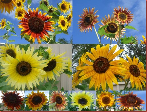 colourful evening sun sunflower