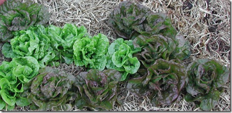 Green and red-brown mignotte lettuces  capsicums