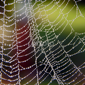 Drops by Mukesh Mishra - Abstract Water Drops & Splashes