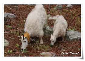 Mount Rushmore 附近出沒的 Mountain Goat Mount Rushmore 附近出沒的 Mountain Goat