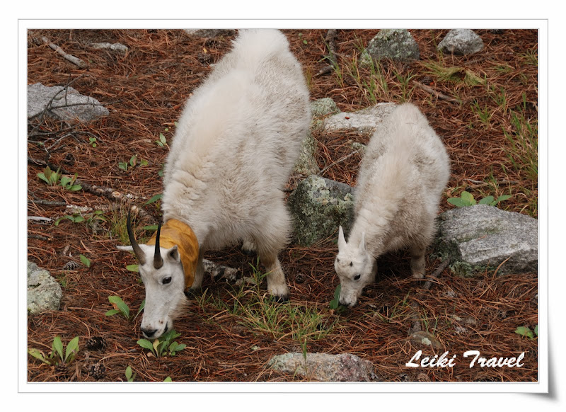 Mount Rushmore 附近出沒的 Mountain Goat