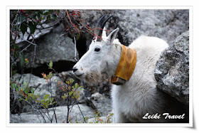 Mount Rushmore 總統石像, Mountain Goat