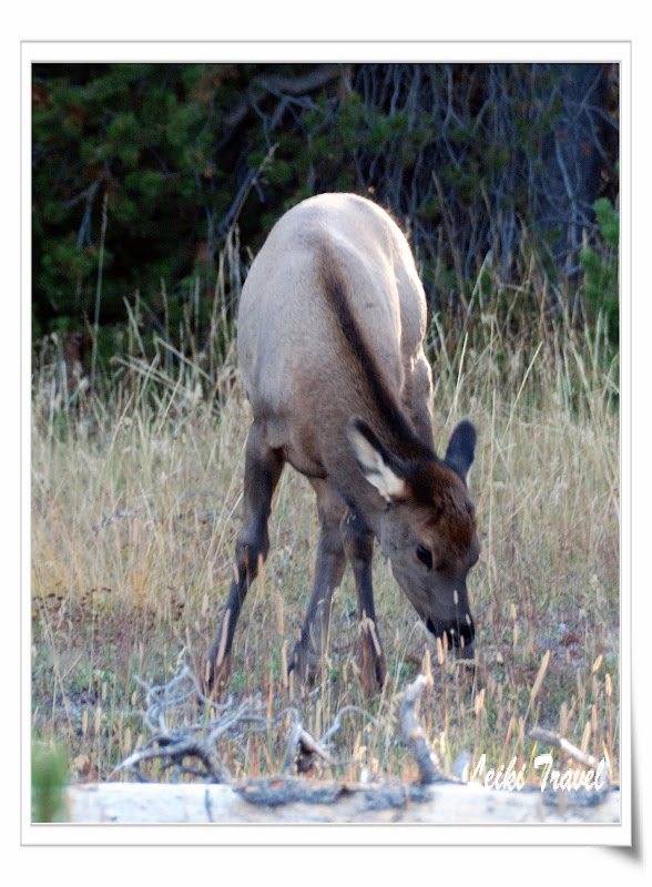 West Thumb 附近出沒的 Elk