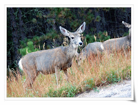 Mule Deer母長耳鹿
