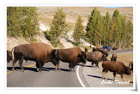 黃石公園野牛! Bison!