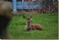 young deer in yard