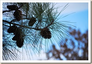 pinecones a