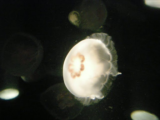 010Jelly%20fish%2C%20%20Boston%20Aquarium.jpg