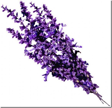 images_lavender