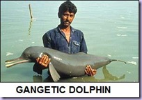 gangetic dolphin