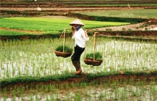 [Farmer_in_Vietnam2.jpg]