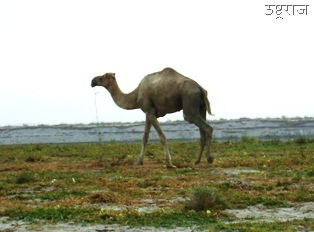 [Ganga Camel[1].jpg]
