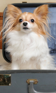 How to mod Your Dog Pet Friend 1.0 unlimited apk for pc