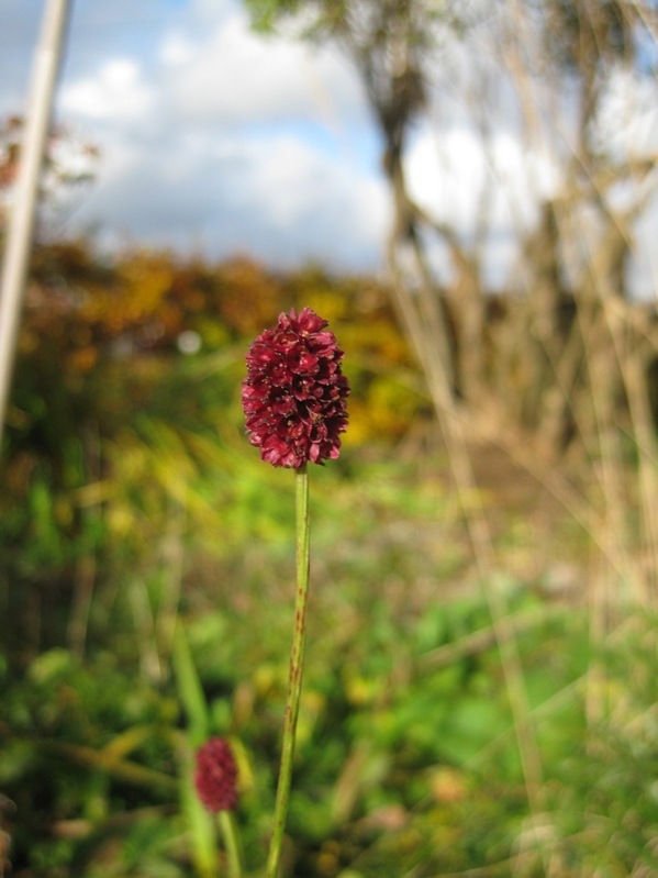 2010-10-31 De mest utholdende blomstene (6)