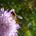 marmalade hoverfly