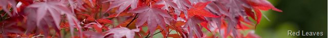 [Red Leaves[12].png]