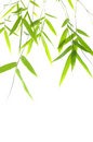 [bamboe[2].jpg]