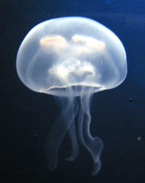 [medusa[4].jpg]