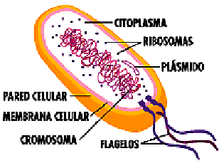 partes de una bacteria