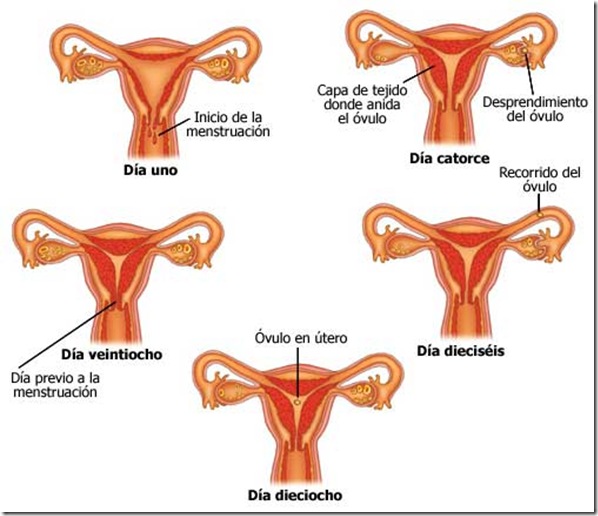 ciclo mestrual