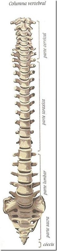 Partes columna vertebral