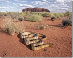 serpiente desierto