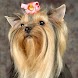 Moving Jewels, Terriers
