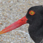 American Oystercatcher