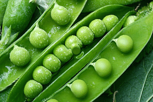 [green peas water[5].gif]