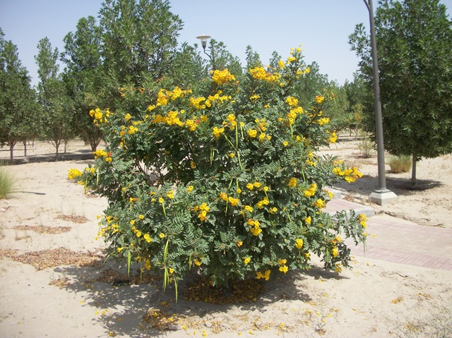 [Yellowflowerbush3.jpg]