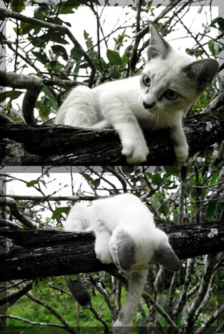 [kikuri[19].jpg]
