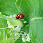 Multicolored Asian Lady Beetle (Mating)