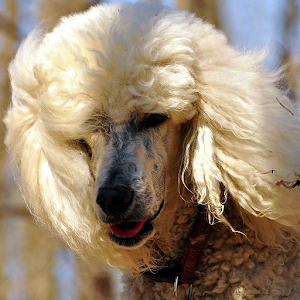 Poodles Wallpapers.apk 1.0