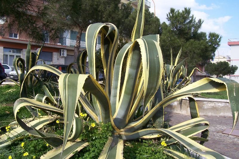 agave americana dress