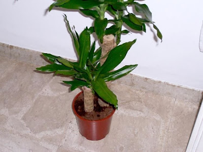 Dracaena fragrans,
fragrant dracaena,
palmillo