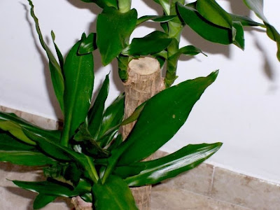 Dracaena fragrans,
fragrant dracaena,
palmillo