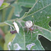 Orb Weaver