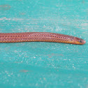 Philippine Dwarf Snake