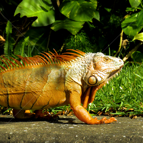 Dressed to Kill by Jennifer Wheatley-Wolf - Animals Reptiles