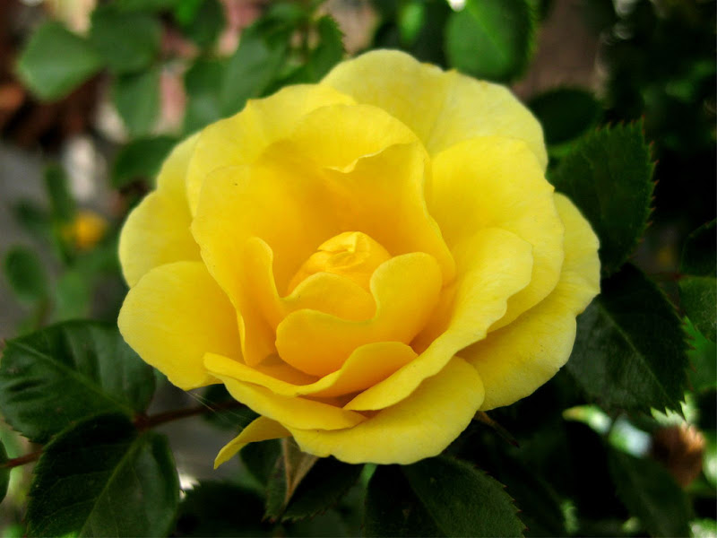 3447337254_7fe632c056_b.jpg