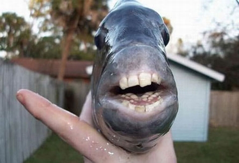 UglyFish.jpg