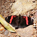 Red-banded Adelpha