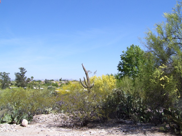 [Desert colors, wilted saguaro 4-30-2009 8-09-49 AM 2304x1728[2].jpg]