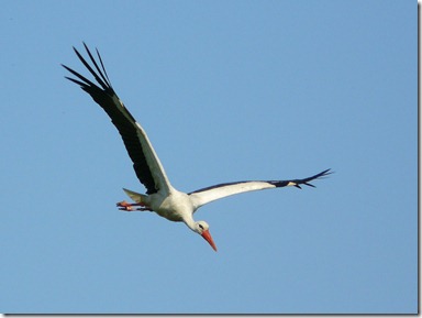 White_Stork_Glider