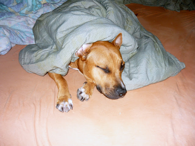 P1010137.JPG